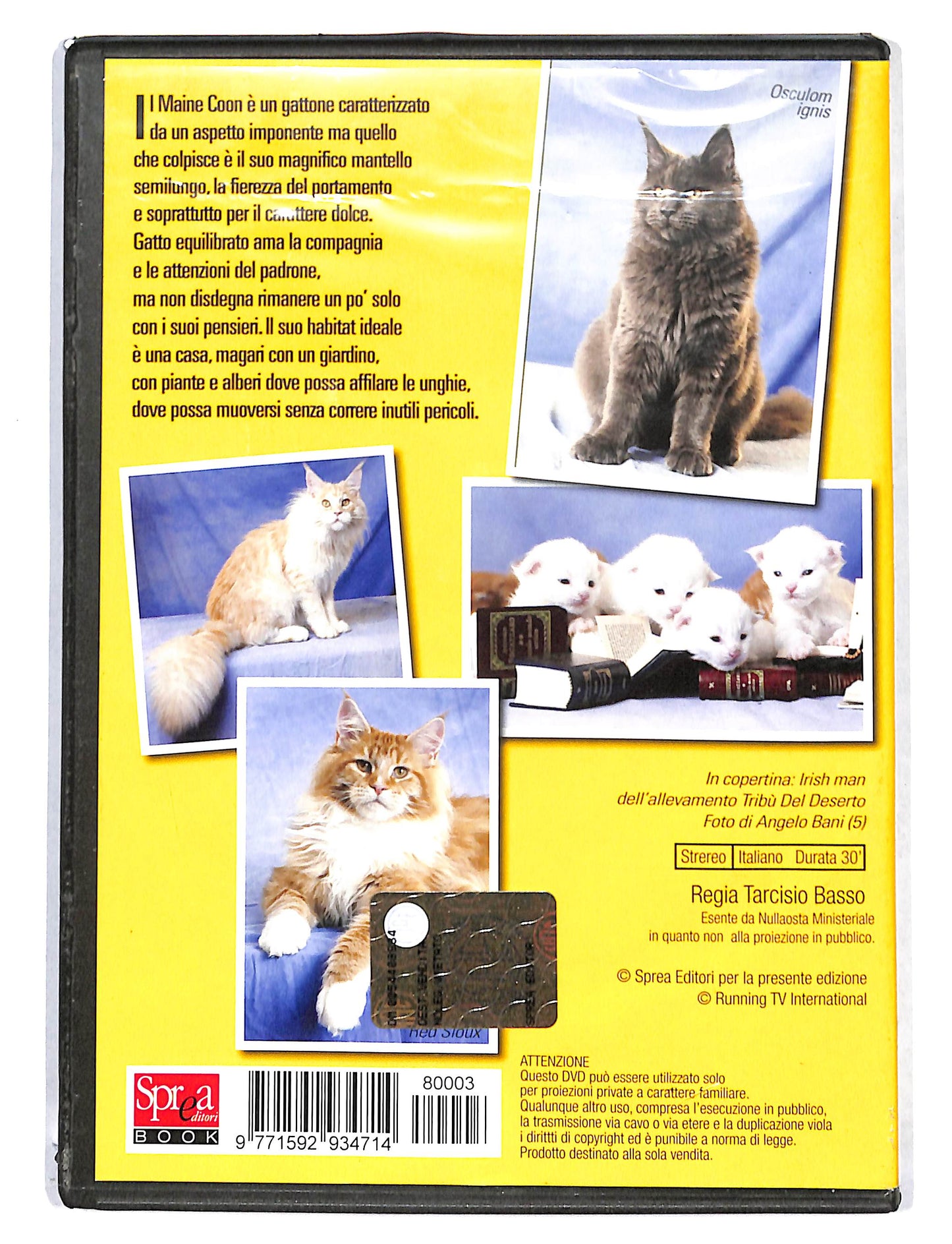 EBOND Maine Coon vol.3 DVD DB787101