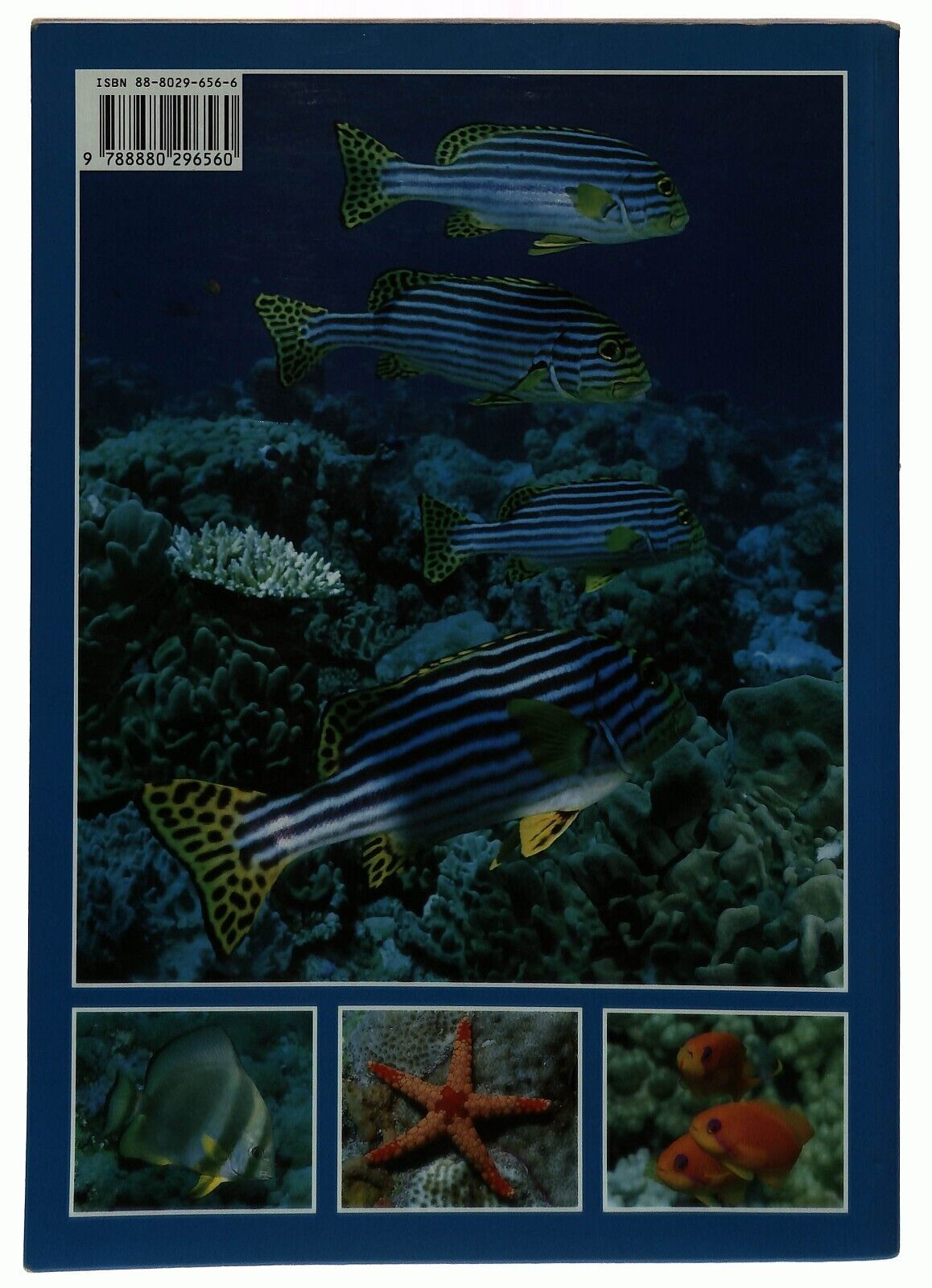 EBOND Pesci Delle Maldive Andrea Ghisotti Ed. Bonechi Libro LI029560
