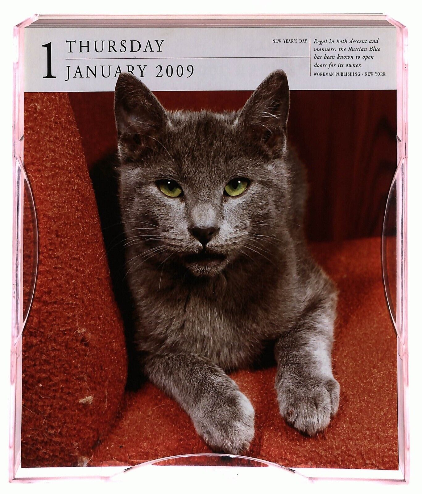 EBOND Cat Gallery Calendar 2009 Page a Day Libro LI036178