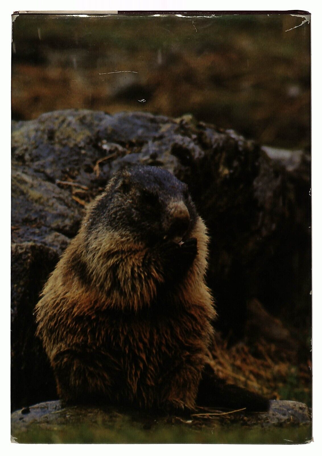 EBOND Parco Nazionale Delle Stelvio Leandro Zoppe Itinera 1979 Libro LI036901