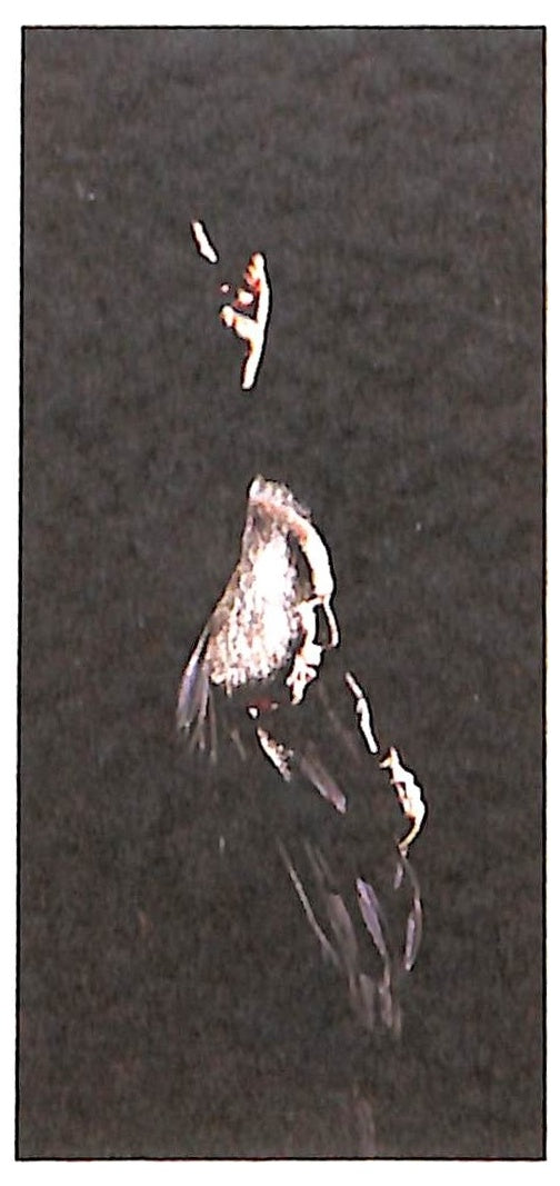 EBOND Leo Ferre - Alors, Leo... CD CD088447