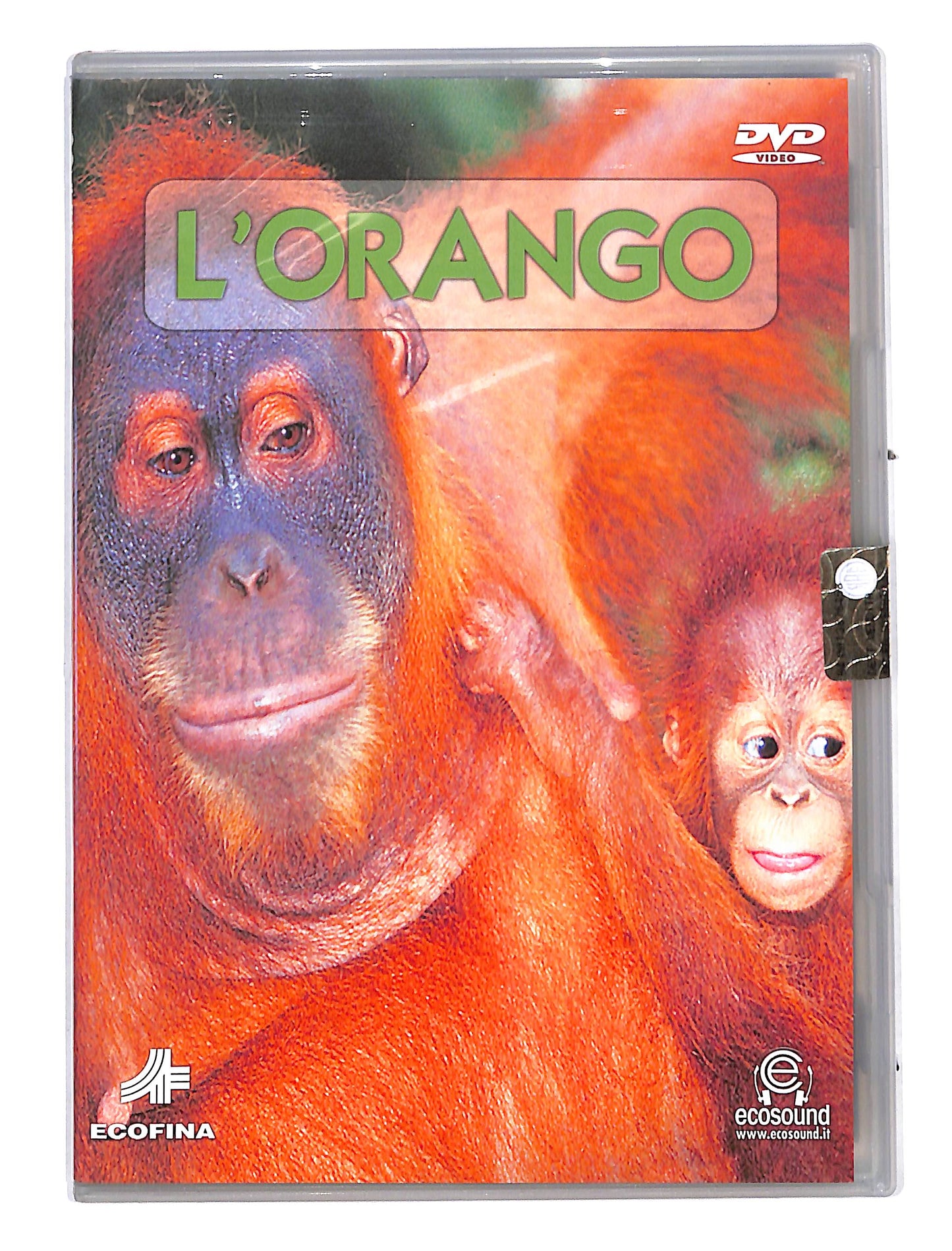 EBOND L'orgango DVD DB587140