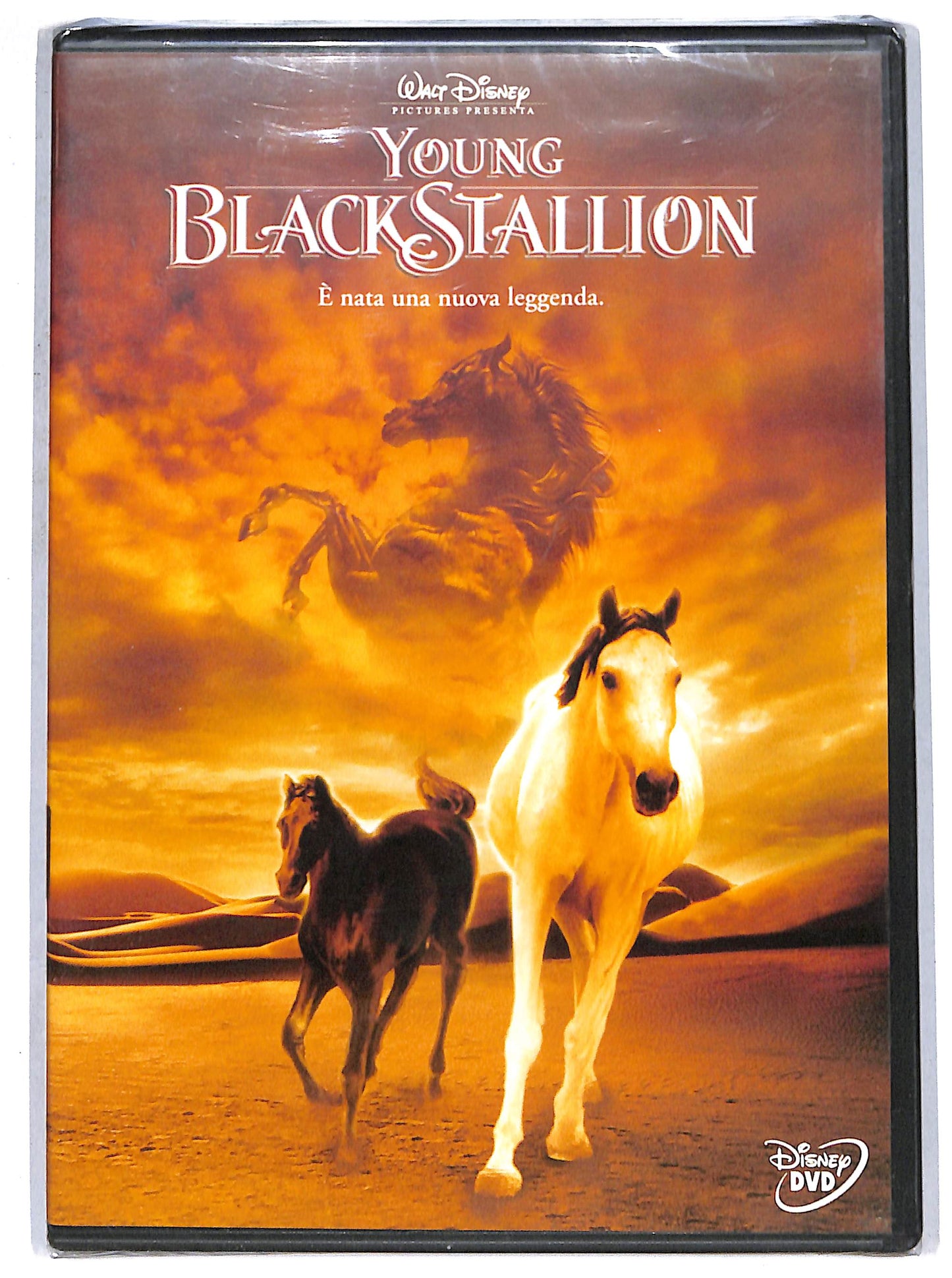 EBOND Young Black Stallion DVD DB744863