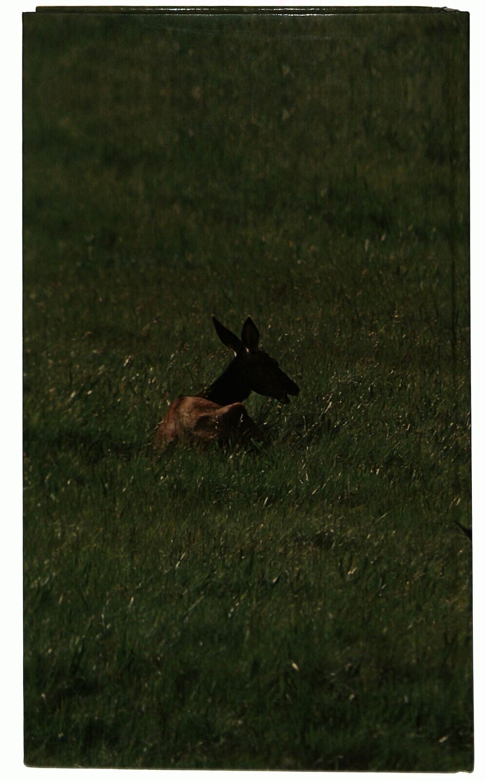 EBOND Parchi e Riserve Naturali In Italia Touring Club Italiano Libro LI029510