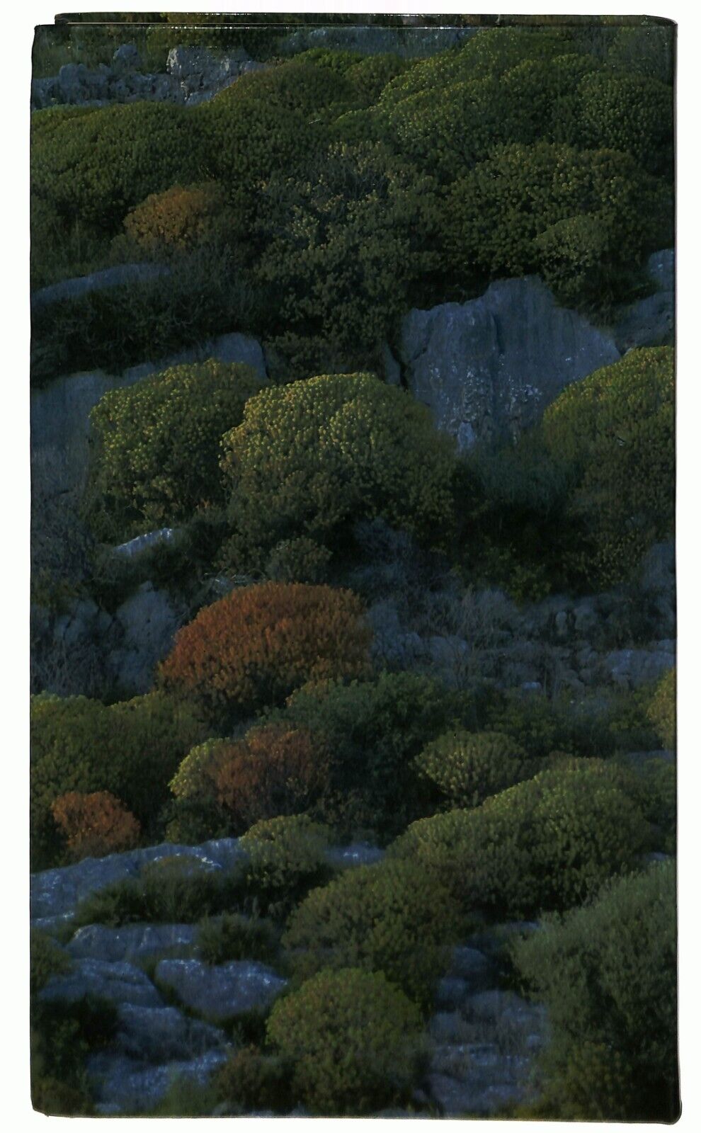 EBOND Guida D'italia Natura Ambiente Paesaggi Touring Club Italia Libro LI029511