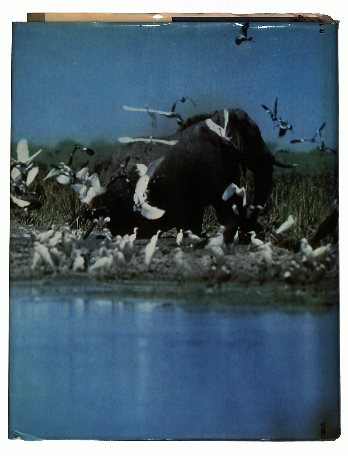 EBOND Io Africa Folco Quilici Euroclub 1979 Libro LI029801