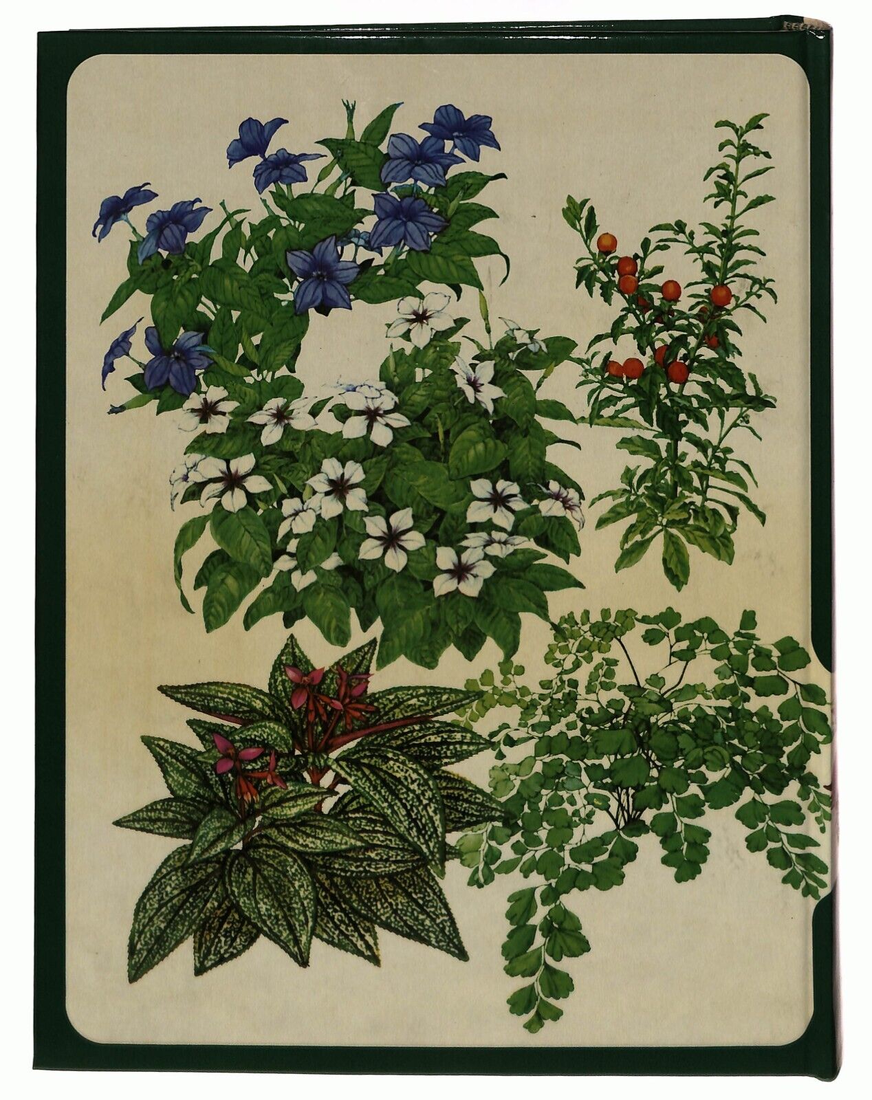 EBOND Piante In Casa Come Coltivarle Con Successo Selezione 1981 Libro LI032655