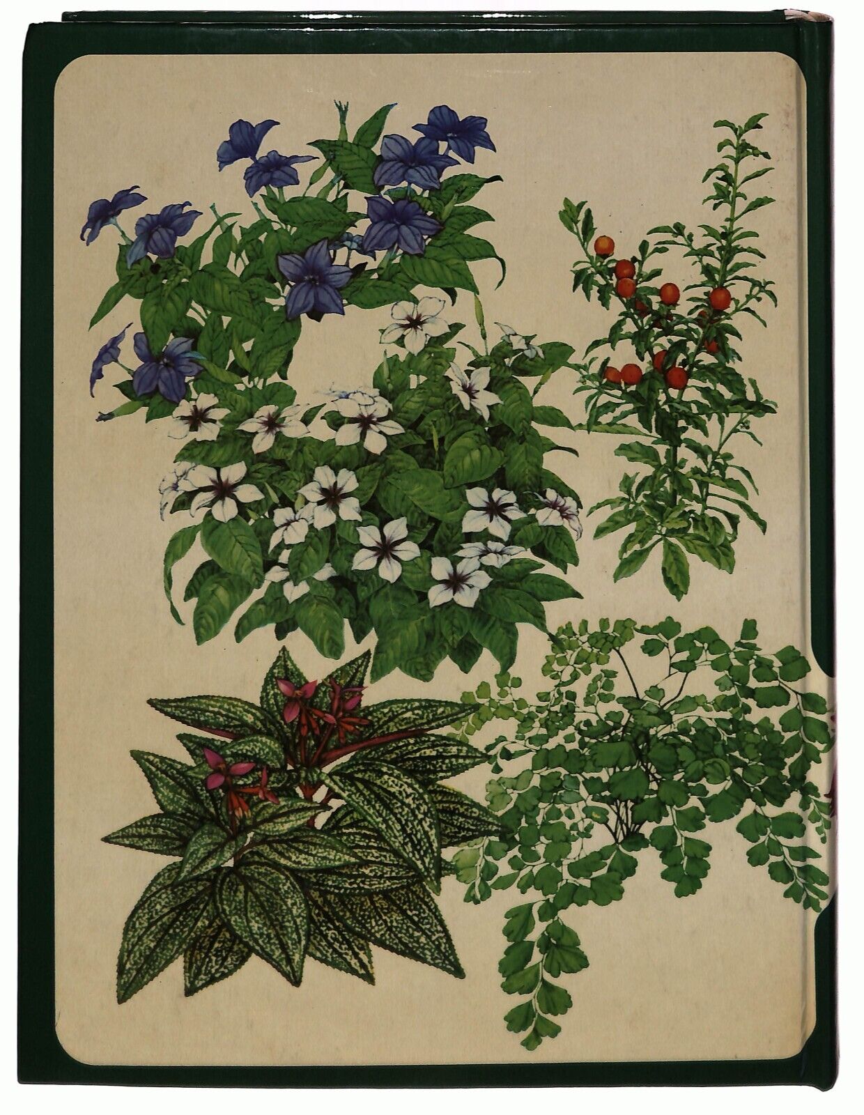 EBOND Ebondpiante In Casa Come Coltivarle Con Successo Selezione Libro LI033705