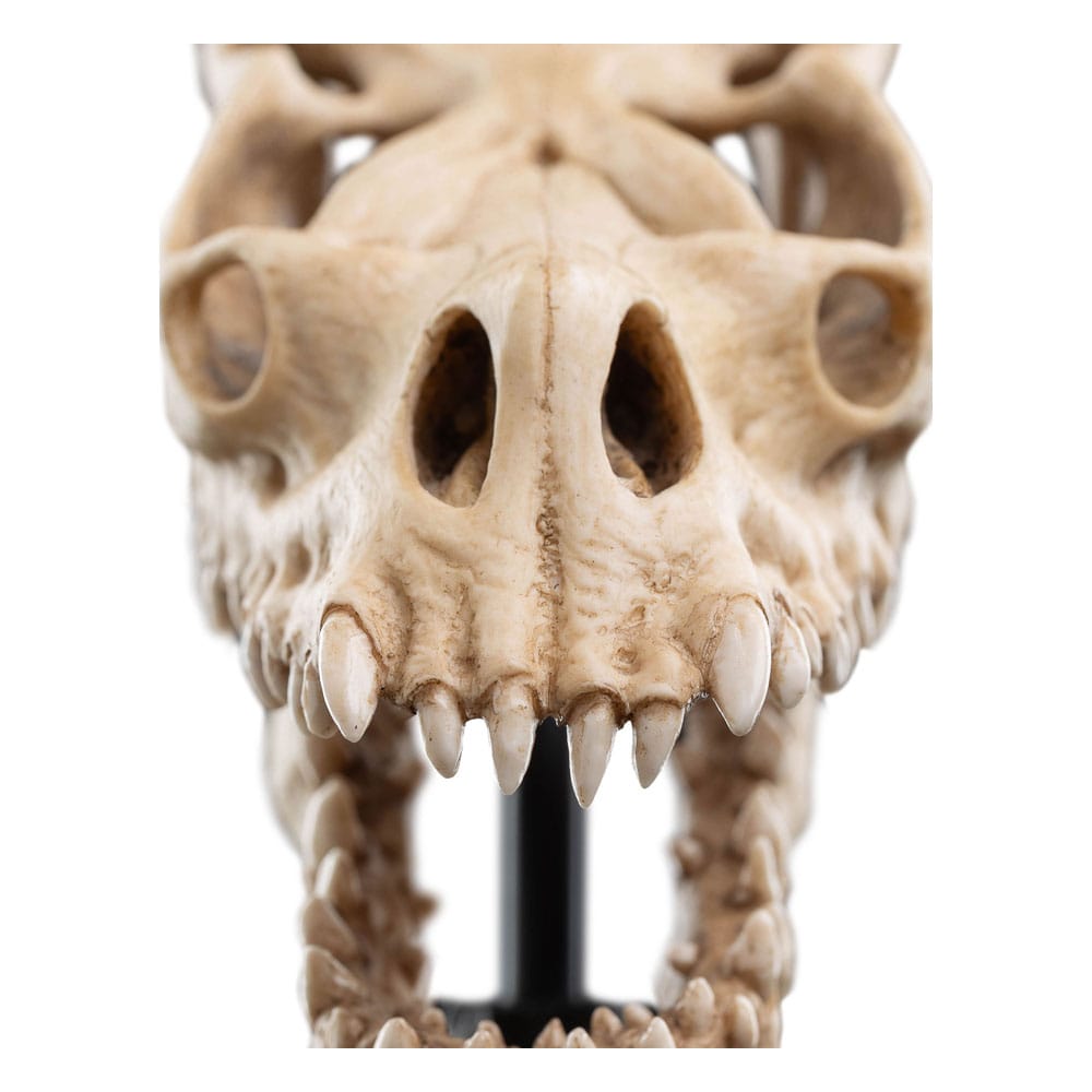 Lord of the Rings Mini Statue Skull of a Fell Beast 21 cm P062817