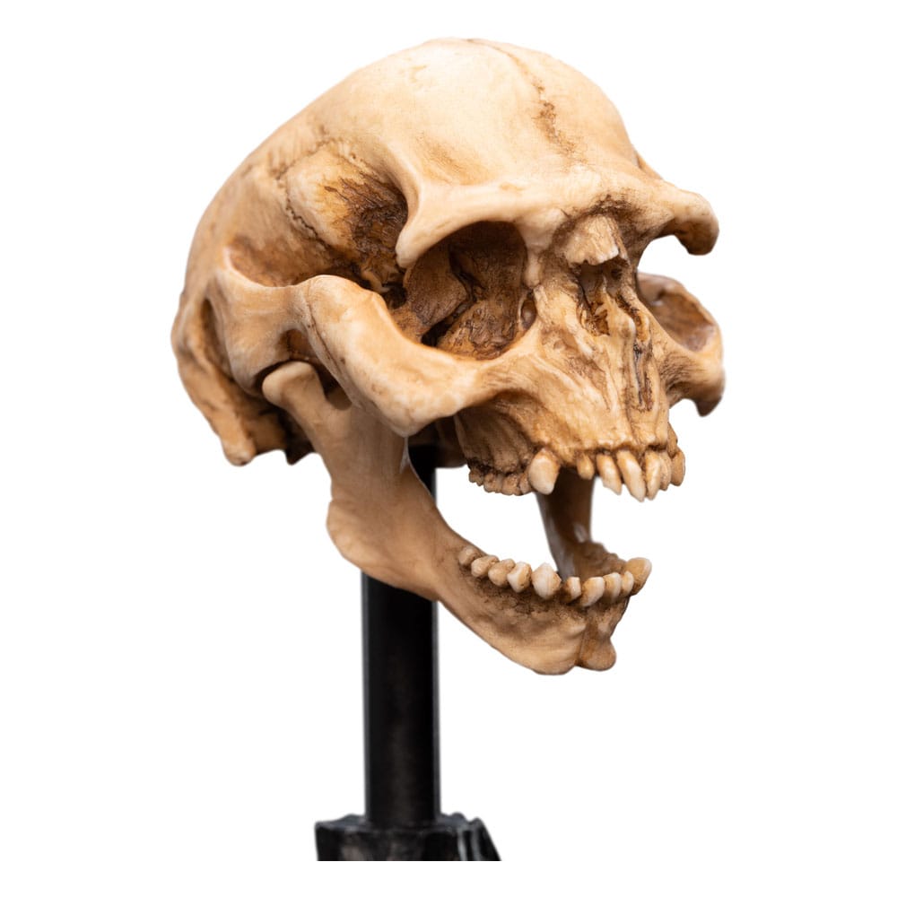 Lord of the Rings Mini Statue Skull of a Moria Orc 13 cm P062818