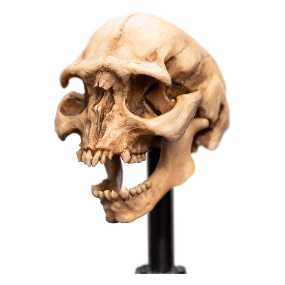 Lord of the Rings Mini Statue Skull of a Moria Orc 13 cm P062818